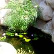Rancho Santa Fe Pond Service/san marcos